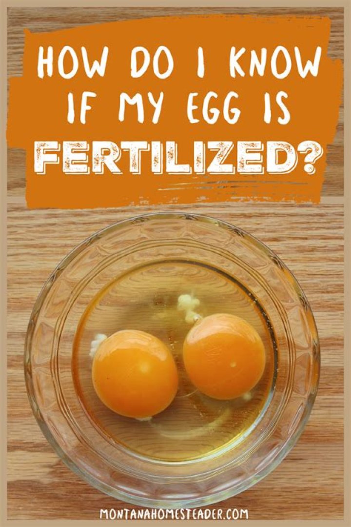 Can a chicken fertilize a duck egg?