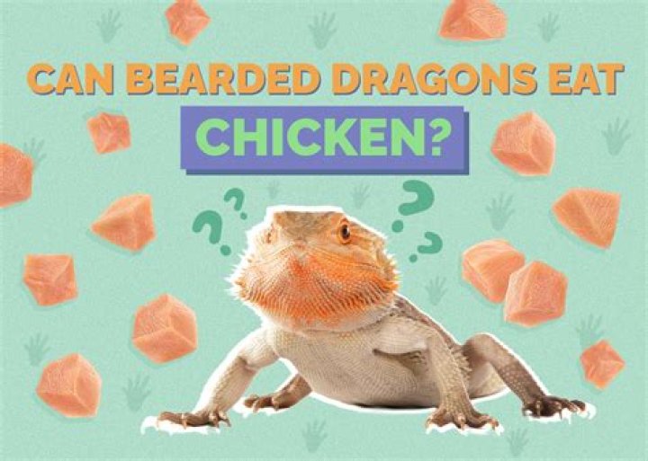 Can Bearded dragons eat chicken baby food?