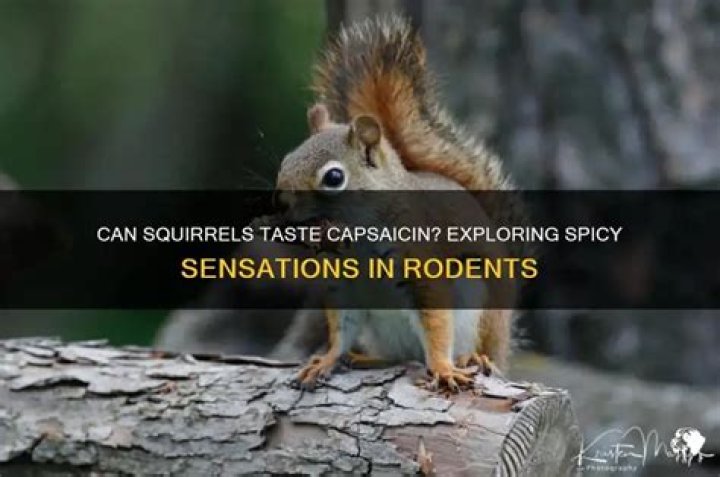 Can reptiles taste capsaicin?