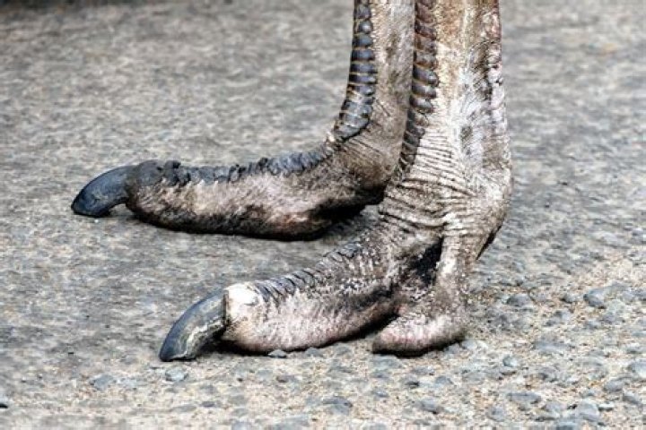 ¿Cómo son las patas de avestruz?