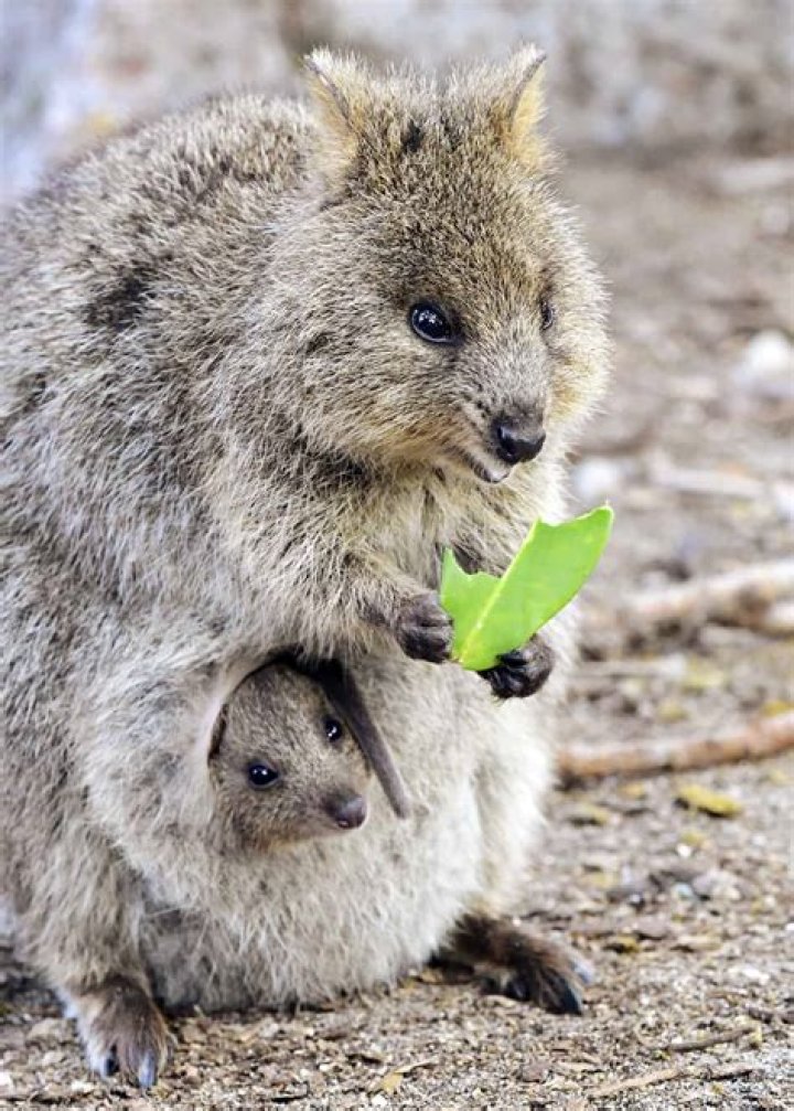 Do Lions only have one baby at a time?