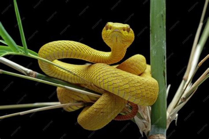 Do pit vipers fit big heads?