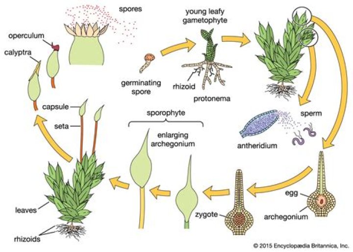Does angiosperms require water for fertilization?