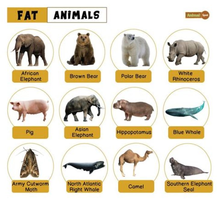 Does chocolate have animal fat in it?