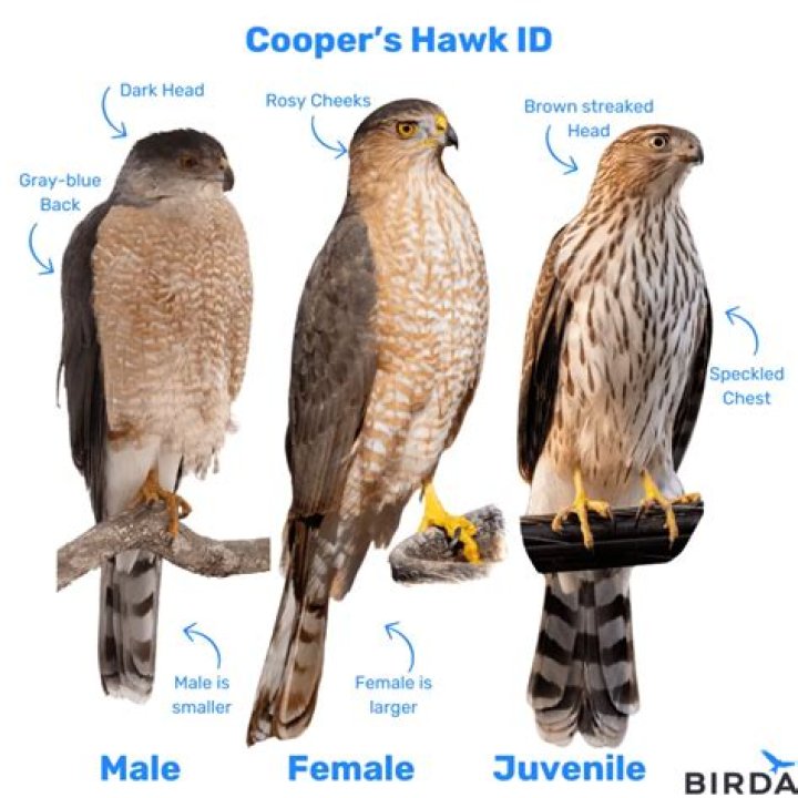 Does Cooper's hawk have gift cards?