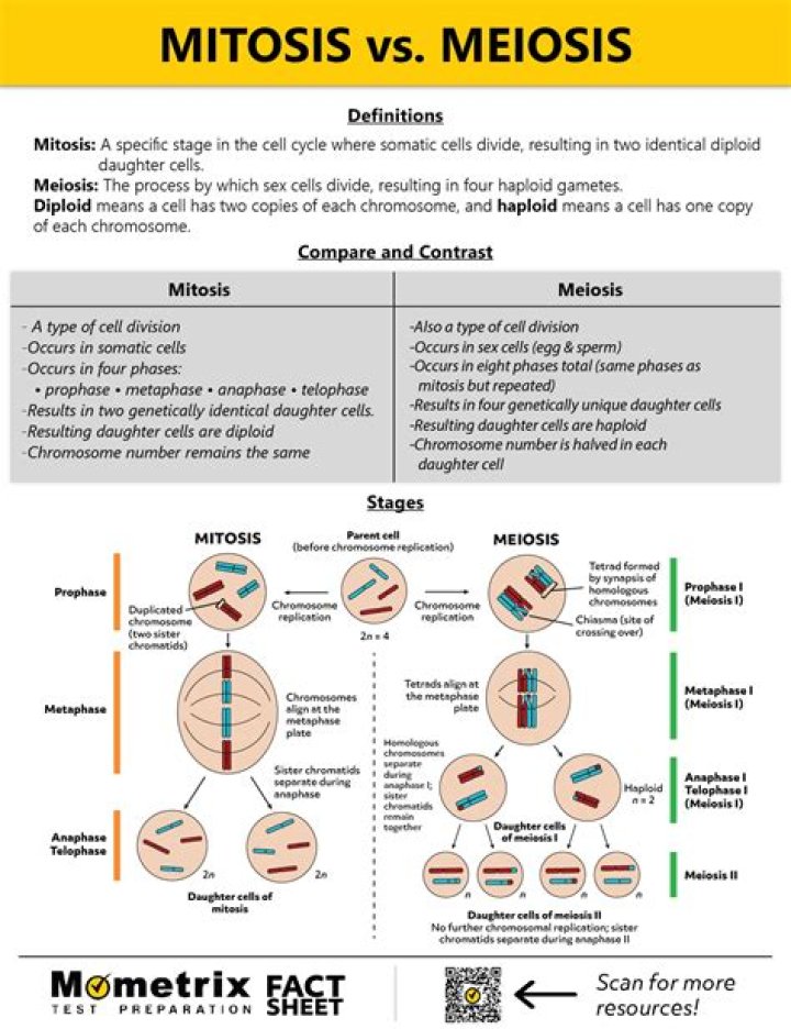 Does mitosis or meiosis occur in liver cells?