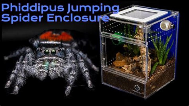 How big should a jumping spider enclosure be?