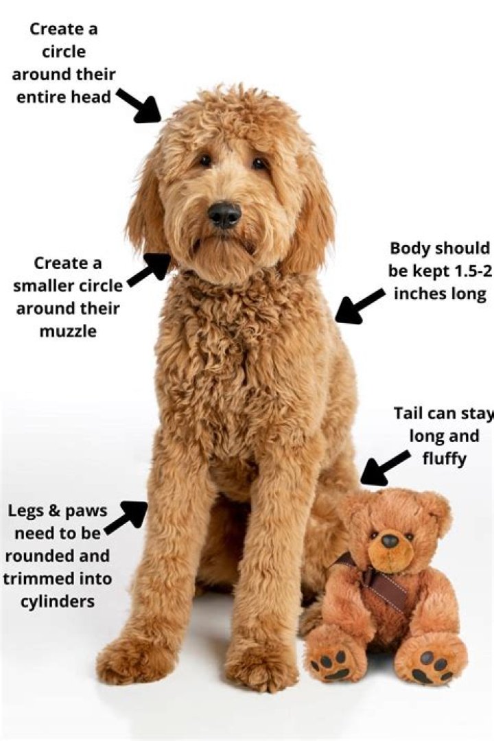 How do you give a Goldendoodle a teddy bear cut?