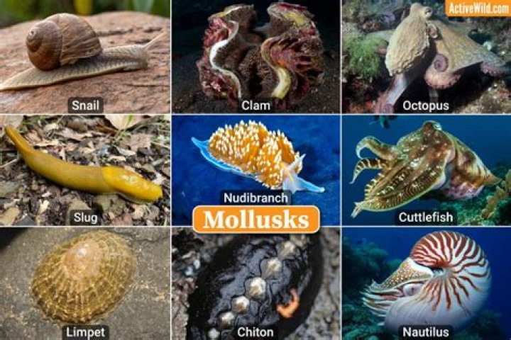 How does a mollusk breathe?