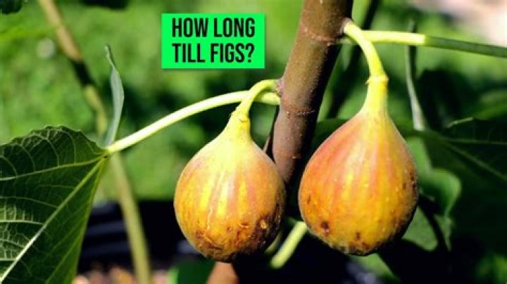 How long can durian tree last?