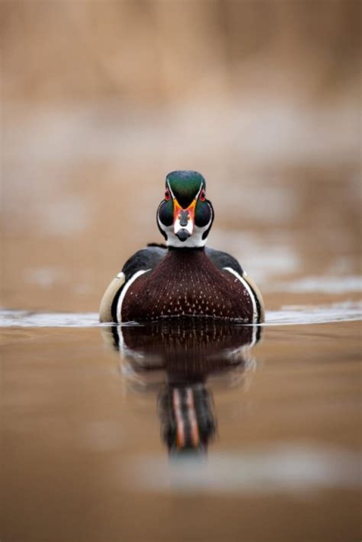 How long is duck season in Michigan?
