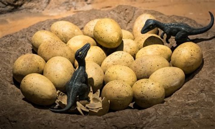 How many eggs did T Rex lay?