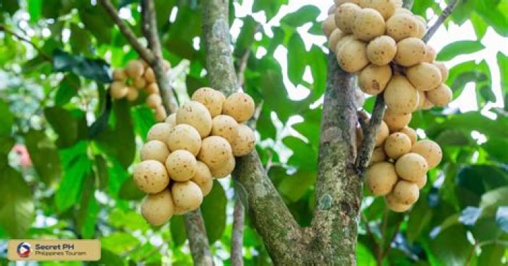 How many years does a Lanzones bear fruit?
