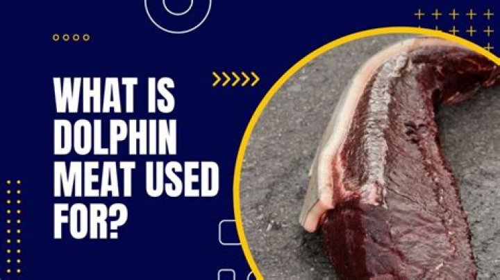 How much does dolphin meat cost?