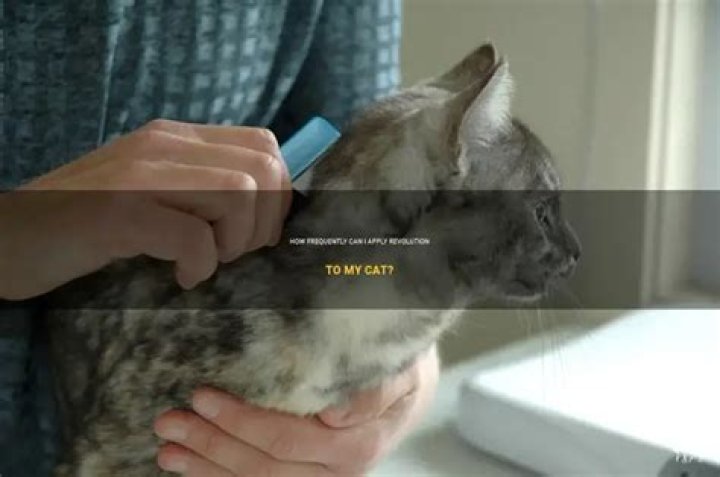 How often can I apply revolution to my cat?