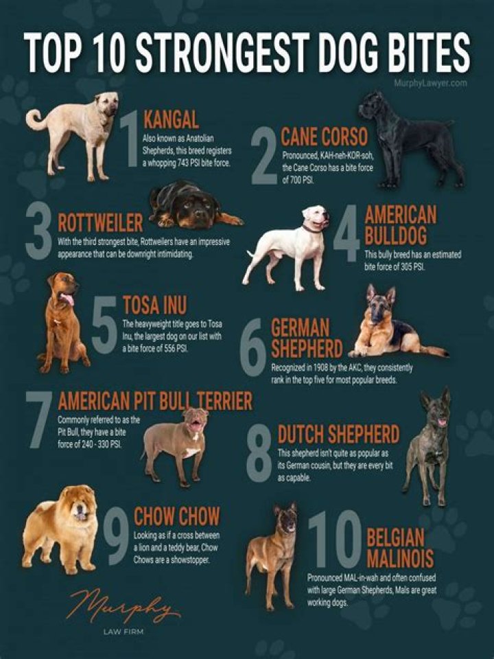 How strong is an American Bulldogs bite?