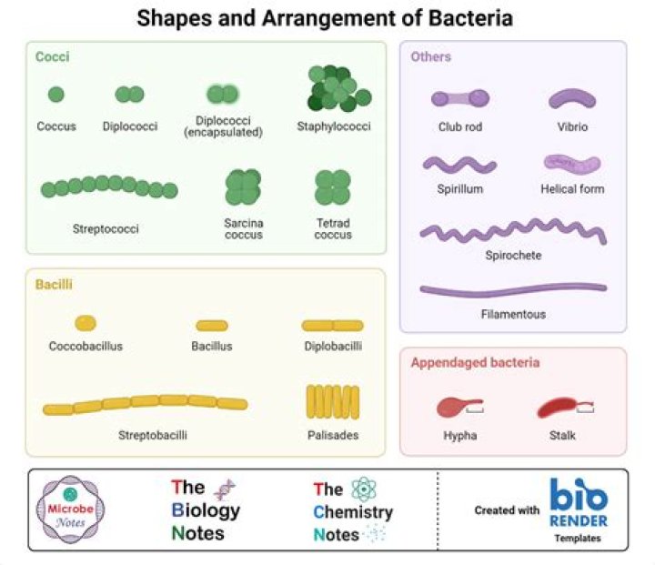 Is bacteria considered a species?