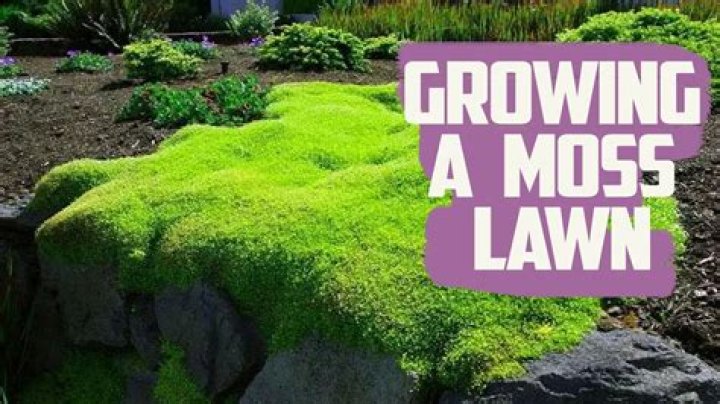 Is it true that moss grows less thickly on the south side of a tree?