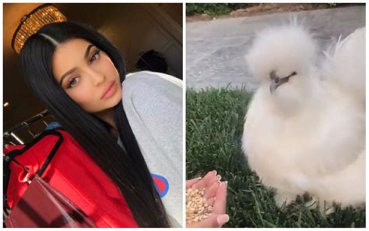 Is that a chicken Kylie Jenner?