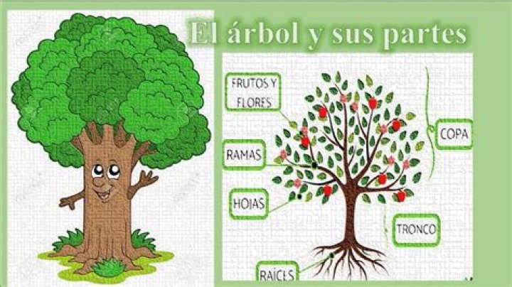 ¿Qué clasificacion tiene la palabra árbol?