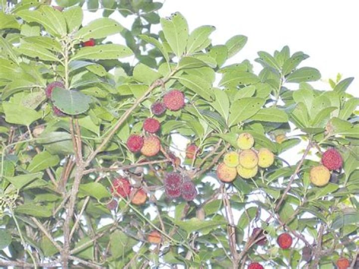 ¿Qué significado tiene el árbol nacional?