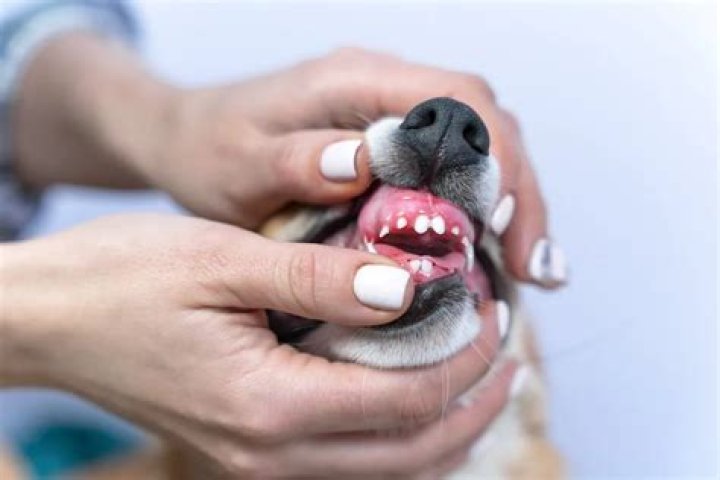 What age do pugs lose their teeth?