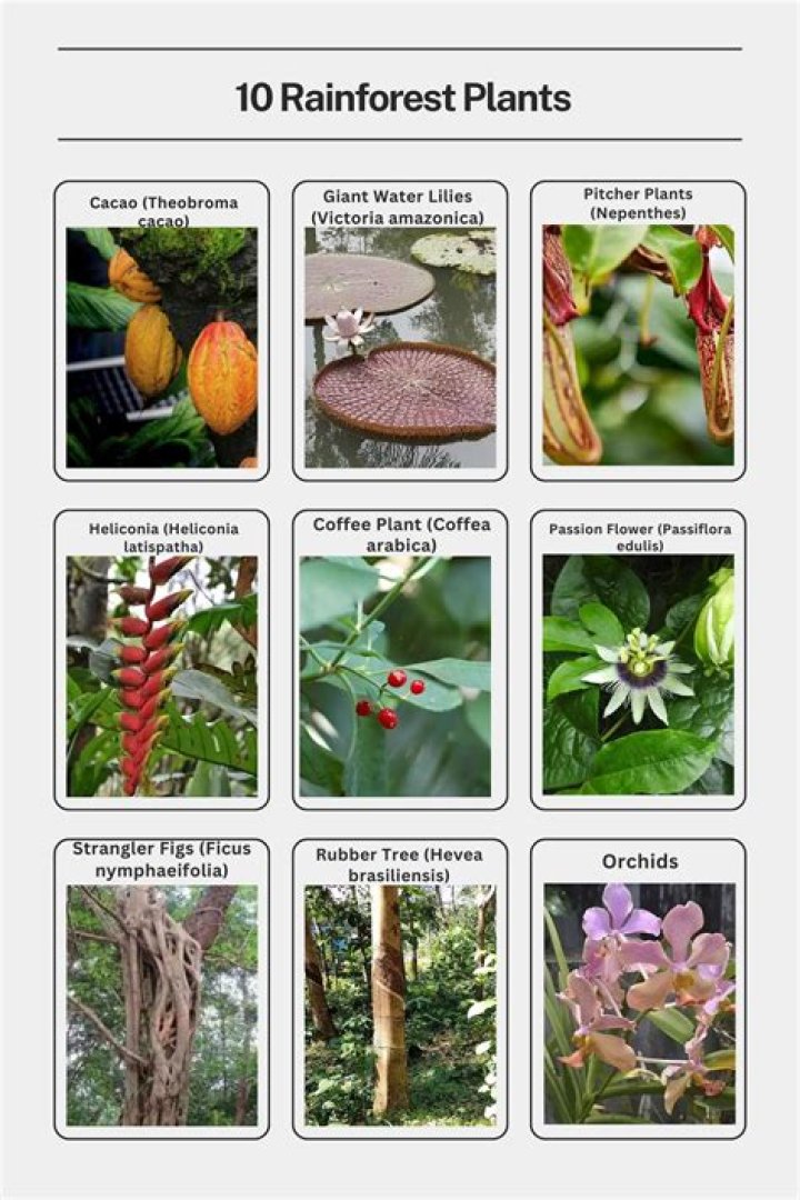 What are some dominant plants in the tropical rainforest?