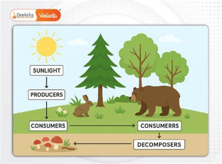 What characterizes a stable ecosystem?