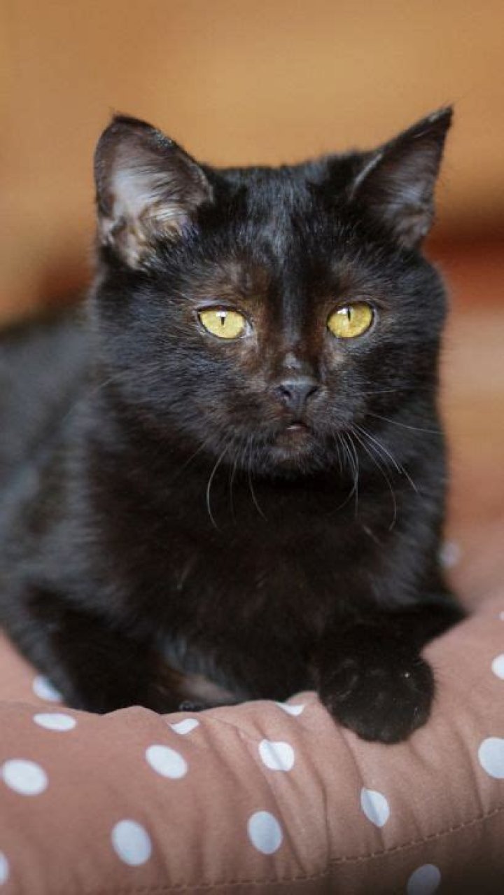 What does a black cat with yellow eyes mean?