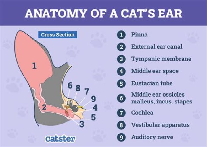 What does a tattoo in a cat's ear mean?