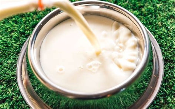 What does dog milk taste like?