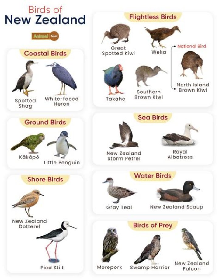 What is Big Birds real name?