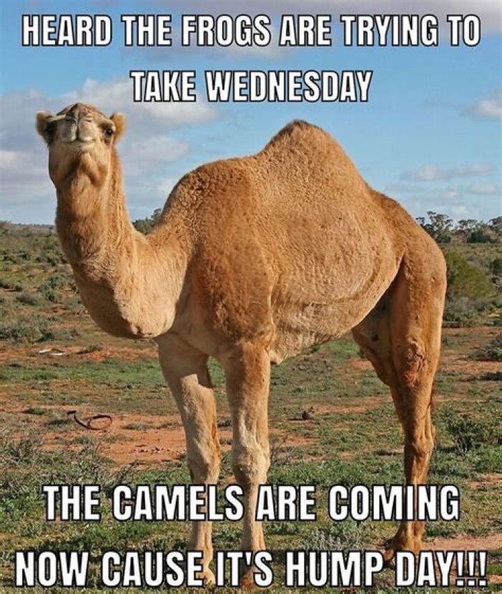 What is the name of the Hump Day Camel?