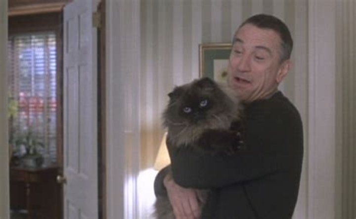 What kind of cat was Jinx in Meet the Parents?