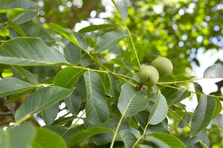 What kind of nut trees grow in Ohio?