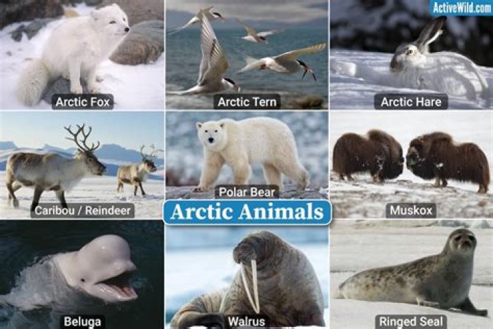 What other biome is the Arctic most like?