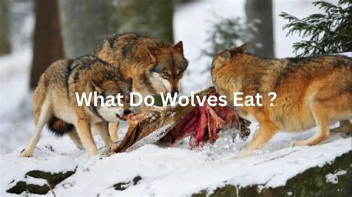 What types of birds do wolves eat?