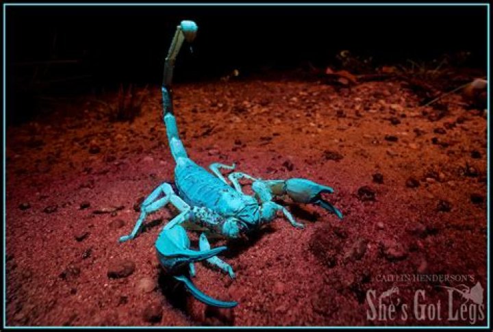 What was the biggest scorpion ever?