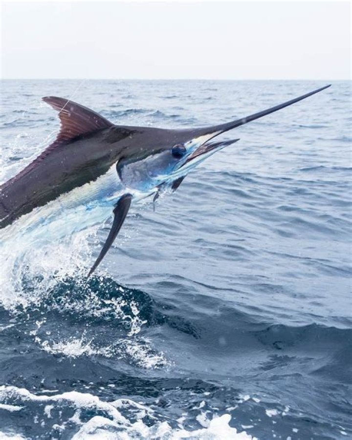 When did Marlin quality decline?