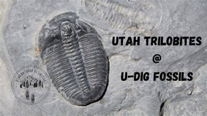 Where are the fish fossils in Utah?