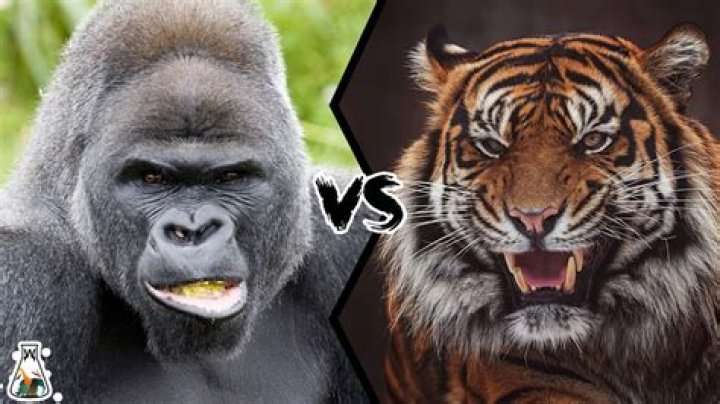 Who would win a gorilla or a tiger?