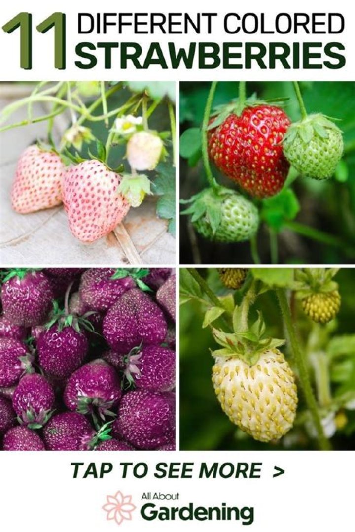 Why are strawberries red in color?