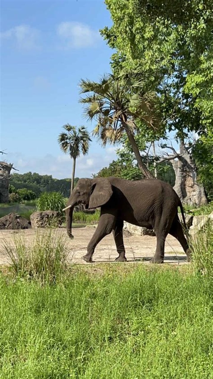 Why are there no elephants at Australia Zoo?