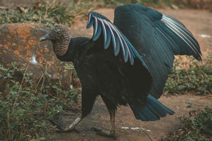 Will black vultures attack dogs?